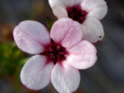 Adenandra